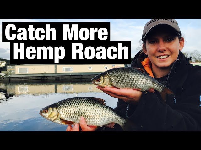 How To Catch More HEMP Roach - Stainforth & Keadby Canal