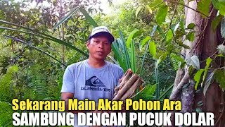 Berburu Akar Pohon Ara Untuk Disambungkan Dengan Beringin Dolar.