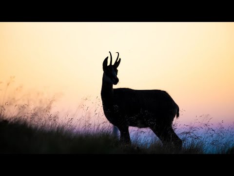 As The Deer (鹿のように）　宇多子 Gospel