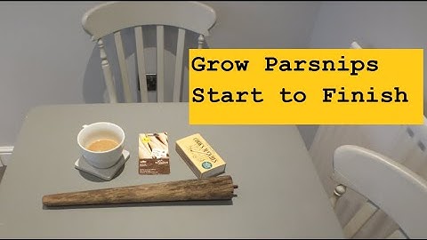 Grow Parsnips in Raised Beds or Buckets, Start to Finish