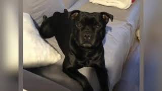 Lord George Byron - Staffordshire Bull Terrier Allevamento Villamagna Dogs