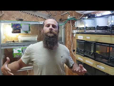 מדהים! נשל טרנטולה