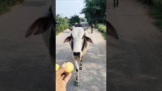 Wait for the Cow's Cute Reaction! 🐮✨ ​#Shorts #Cow #AnimalLover
