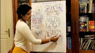 NEUROANATOMY-THE BRAINSTEM-PART 1 THE MEDULLA OBLONGATA-DR ROSE JOSE MD