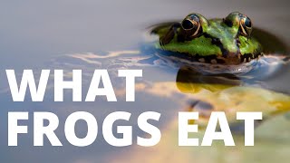 What Do Frogs Eat? [You Will Never Guess!] 🐍