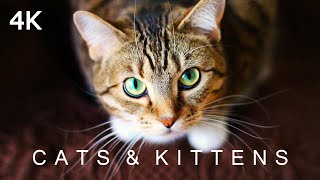 CATS \& KITTENS in 4K | 2 Hours | Ambient Piano Music Relaxing Cute Pets Animals Ultra HD