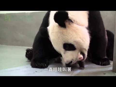 Taiwan panda makes adorable noises, nearly gets eaten