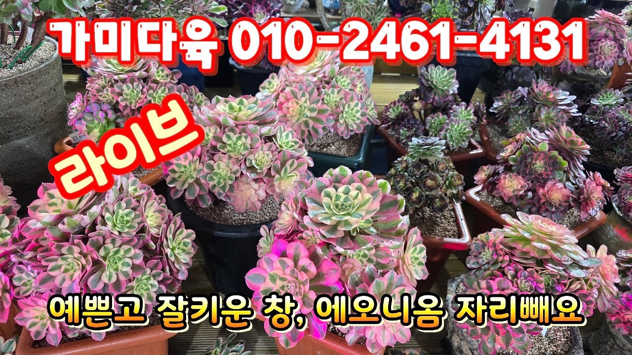 💥[1월 19일 라이브] 가미다육 010-2461-4131(카드결제가능)예쁜창, 에오니옴 자리빼기~♡