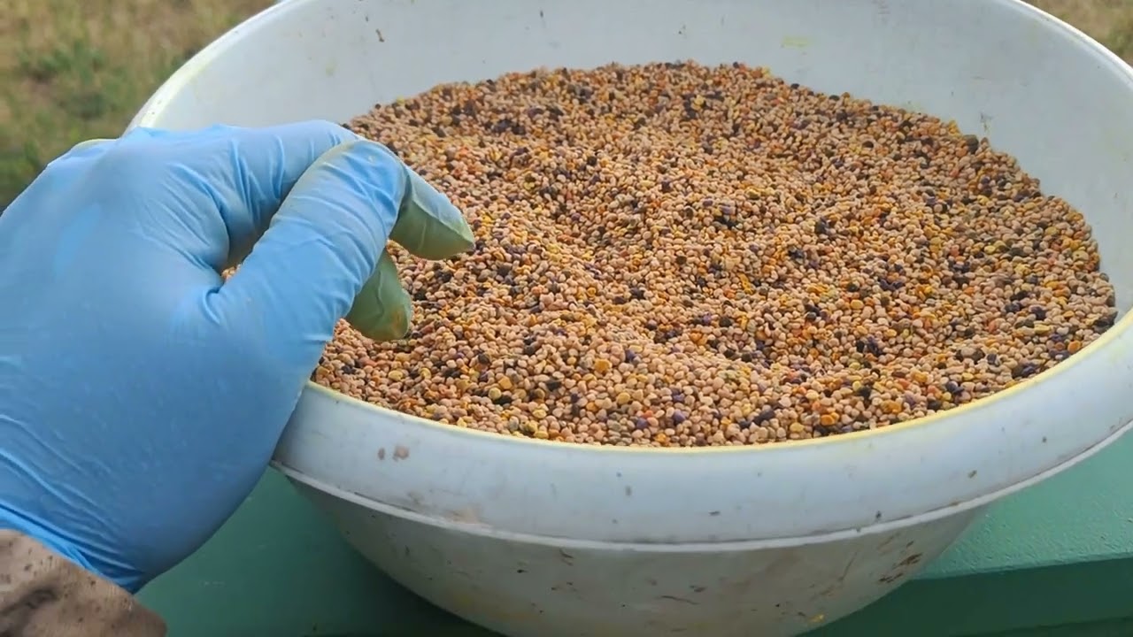 Poławianie pyłku kwiatowego w amatorskiej pasiece