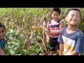 corn harvest happy with kids