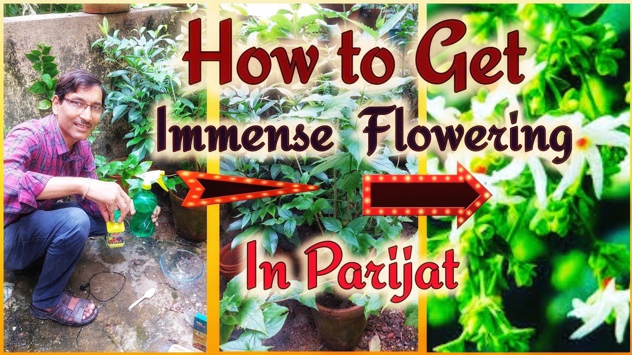 How to Induce flowering in Night flowering Jasmine or Harsingar or Parijat