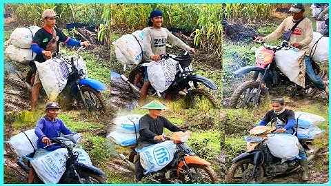Tradisi musiman ojek jagung Ponorogo mengais rupiah geber motor di lintasan