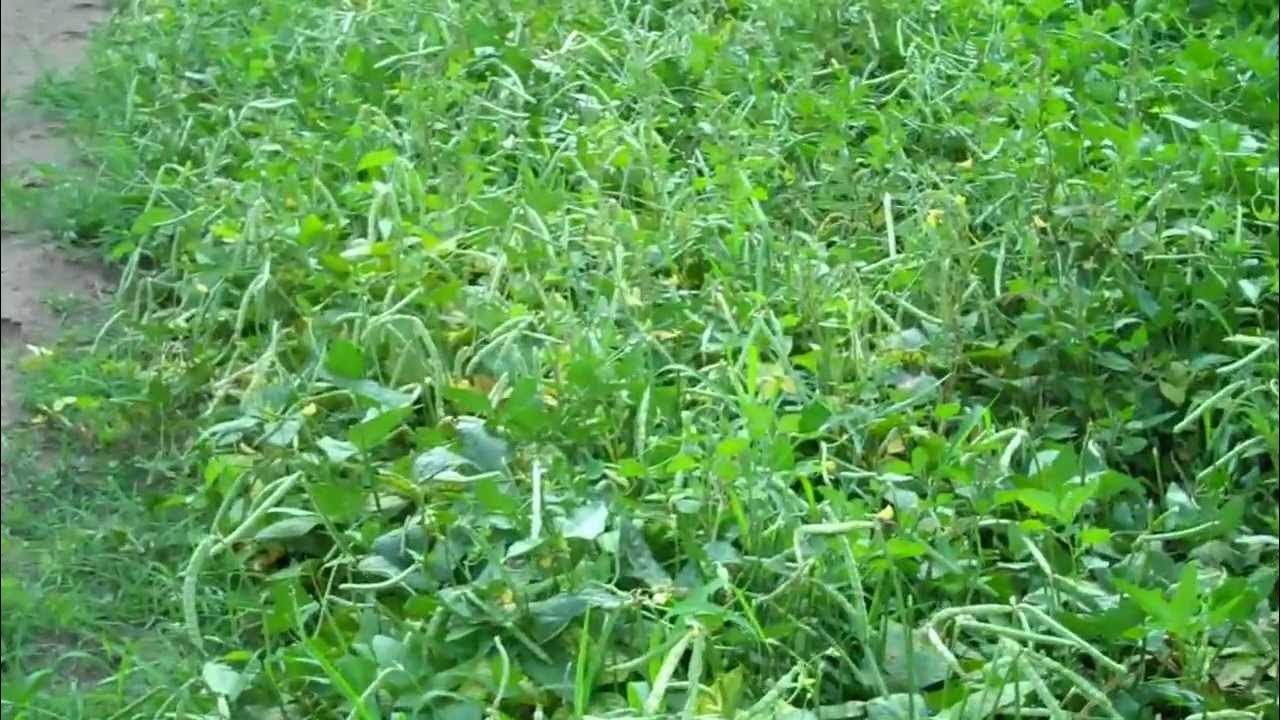 Zipper Peas 2012 YouTube