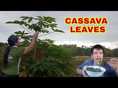 HOW TO COOK CASSAVA LEAVES IN COCONUT MILK | GINATAANG DAHON NG KAMOTENG KAHOY