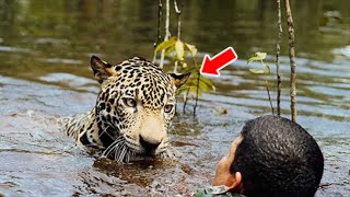 Soldiers Took The Risk To Save The Drowning Jaguar, But What Happened Next Was Terrible! by The Animal Gaze 532 views 3 weeks ago 22 minutes