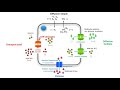 Les transports membranaires synthse