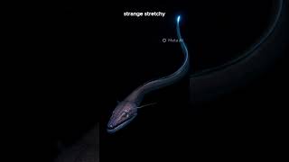 Pelican Eel A Deepsea Creature With A Huge Expandable Mouth ocean oceanlife wildlife animals