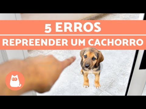 Vídeo: 5 dicas para evitar problemas comuns no seu cão