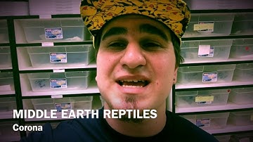 CORNSNAKES V.S BALL PYTHONS!!!!