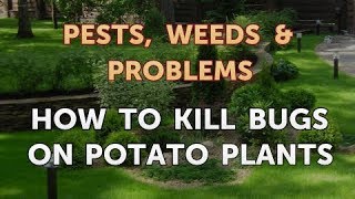 How to Kill Bugs on Potato Plants