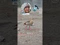 Rettungsaktion für Nilgans in Frankfurt #short #hessenschau