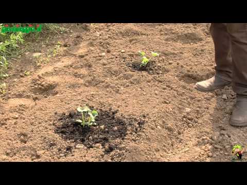 Video: Verza. Cura, Coltivazione, Riproduzione. Piante In Giardino. Verdure. Una Foto