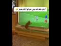 مضحك حيوانات قطط مضحكة ترند اكسبلور السعودية Shorts 