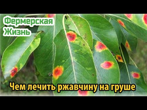 Чем лечить ржавчину