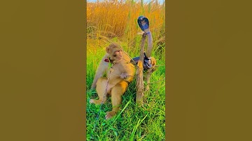 Monkey with snake 🐍 #kingcobra #naagjogi #snake #shortsvideo #shortfeed #shorts