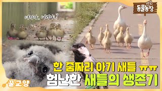 The Cutenessㅠㅠ A handful of baby birds. A collection of survival stories! Animal Farm|SBS Story