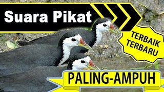 Suara Ruak ruak pikat Siang hari  | waterhen sound | night bird sound | voice chim quock 96