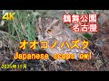 Japanese scops owl オオコノハズク 鶴舞公園・11月2025・名古屋 Tsurumai Park, Nagoya [4K]