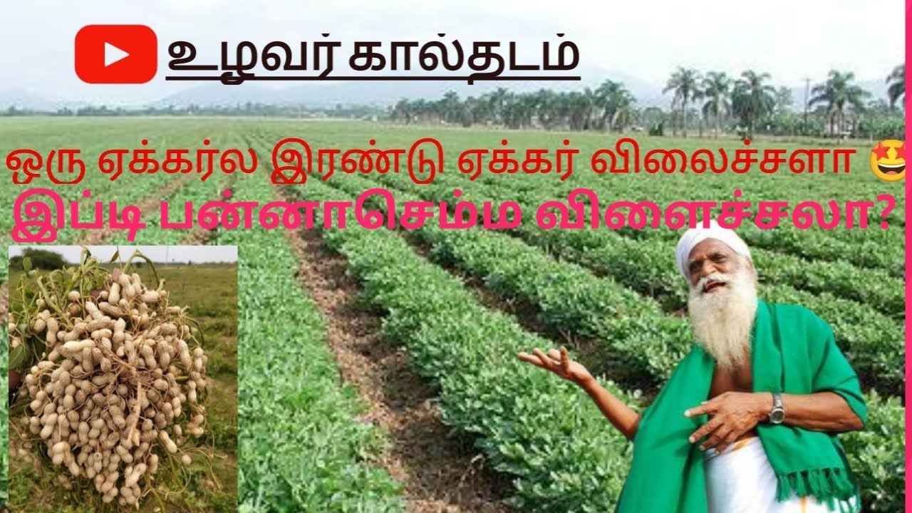 Process of Groundnut Cultivation🥜 YouTube