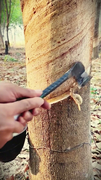 a way that is still effective in the modern era to tap sap #shorts