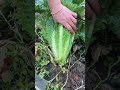 Cutting cauliflower leaves#trending #ideas#plantcare#organicfarming# gardening