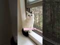 明らかに嫌そうな顔をする猫