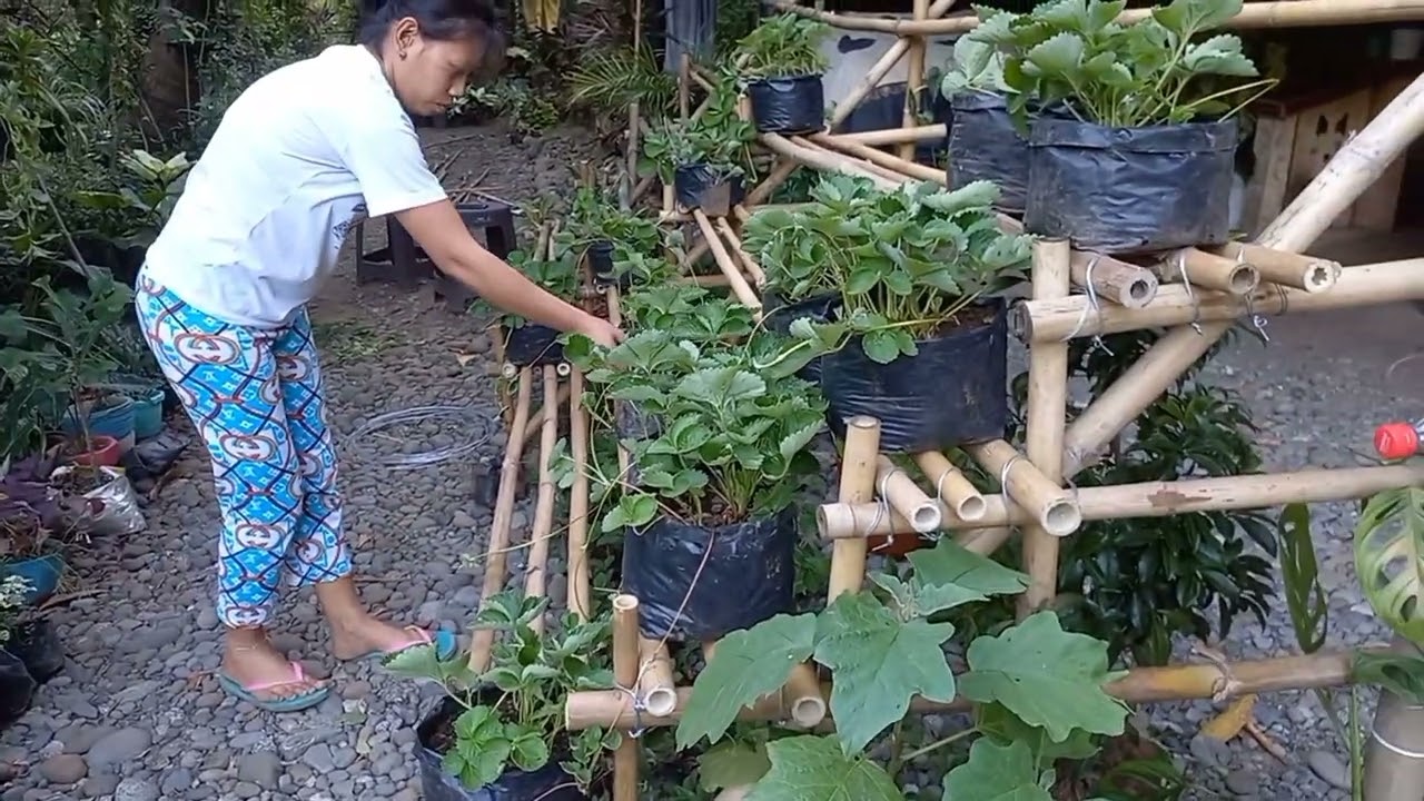 DIY strawberry stand YouTube