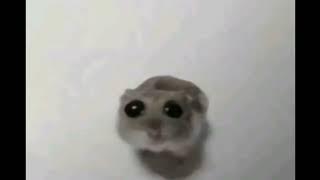 Hámster con Música de Bob Esponja Triste 1 Hora