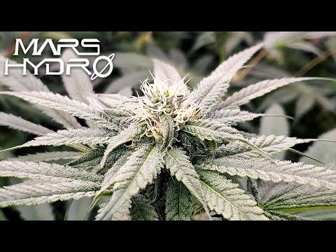 Square1 Genetics G-Rolls Weeks 2-4 of Flower - The Mars Grow: S4 EP5 | Mars Hydro FC Tent Kit