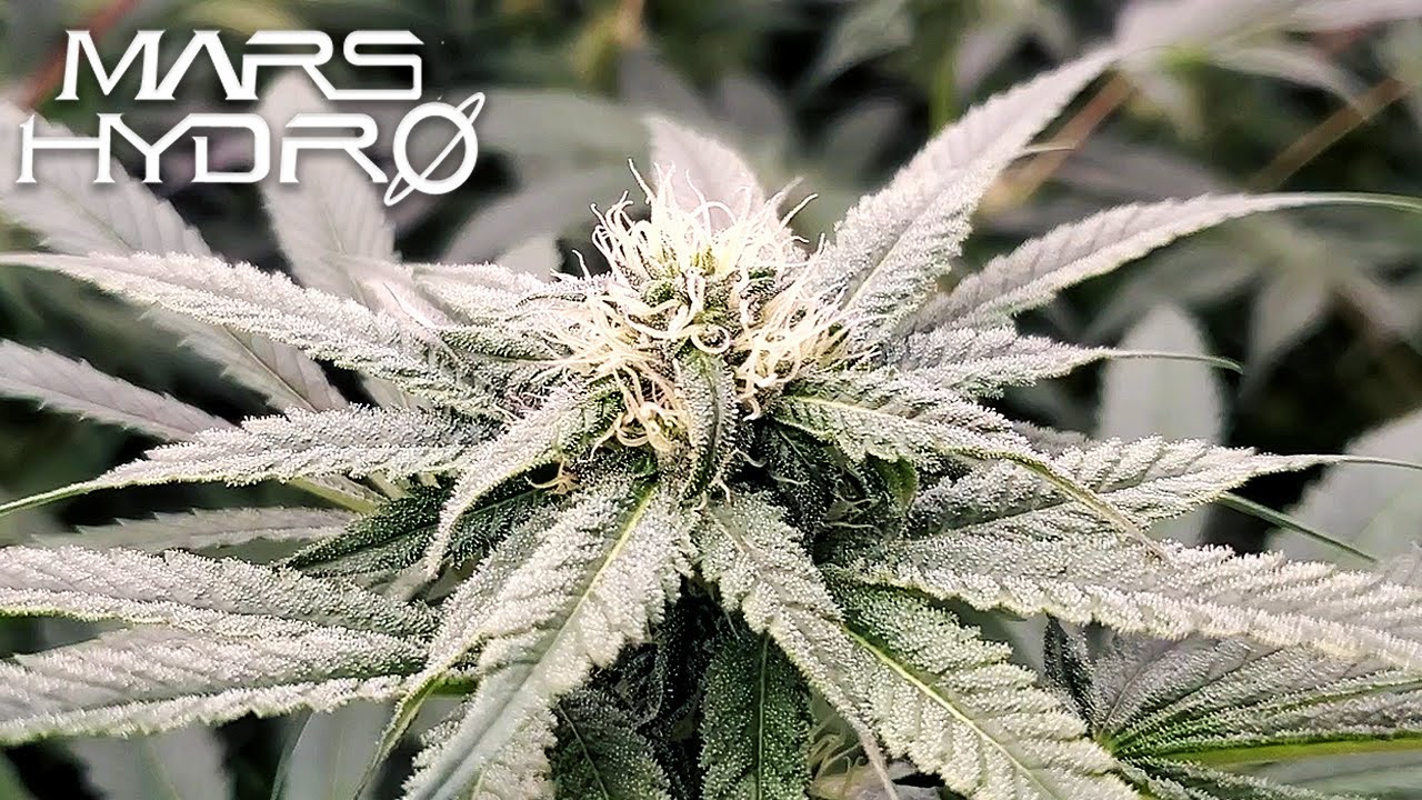 Square1 Genetics G-Rolls Weeks 2-4 of Flower - The Mars Grow: S4 EP5 | Mars Hydro FC Tent Kit