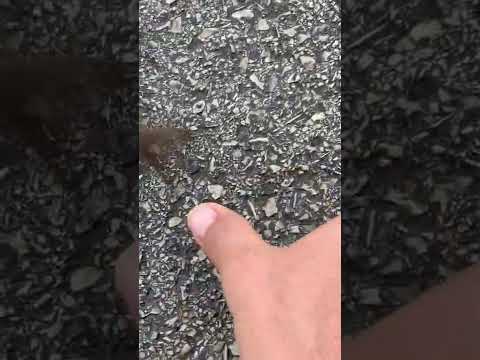 سبحان الله عصفور حزين على فراق عصفورته Sad Bird For The Death Of His Lover