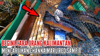 CARA ORANG KALIMANTAN MENANGKAP IKAN CHANNA MARU RED SAMPIT #29