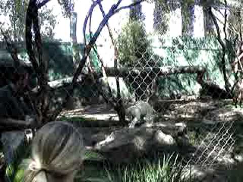 siegfried roys secret garden dolphin habitat at the mirage in las vegas - Siegfried And Roy Secret Garden siegfried roys secret garden dolphin habitat at the mirage in las vegas - Siegfried And Roy Secret Garden