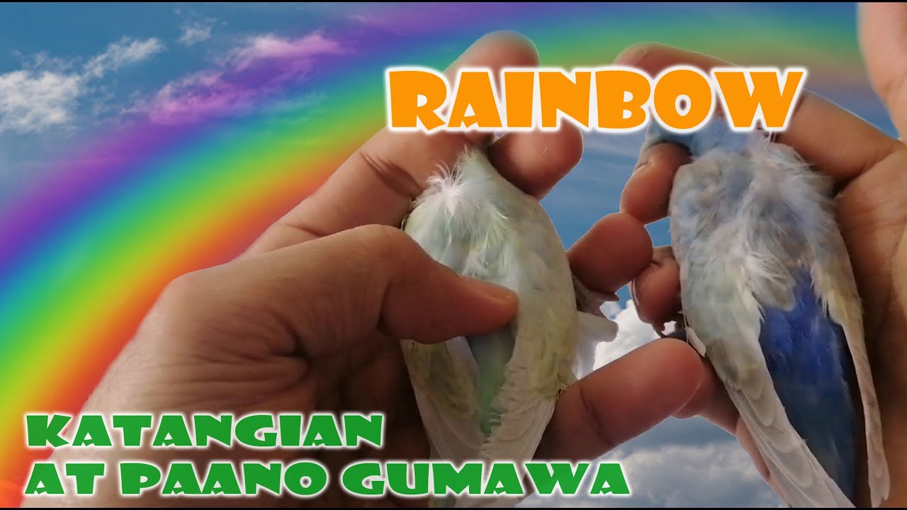 RAINBOW KULAY NG IBON | PAANO GUMAWA AT ANO ANG KATANGIAN | BUDGERIGAR