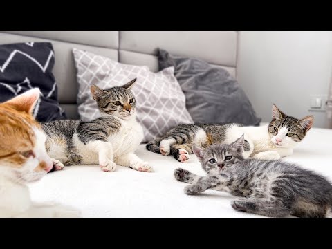 Videó: A Begoniák macskák számára mérgezőek?