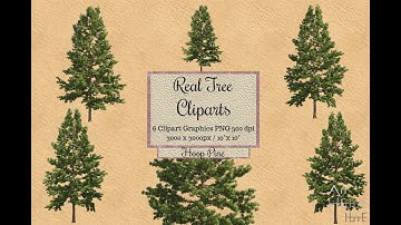 Real Tree Cliparts - Hoop Pine - photoshop overlays png, Tree layout, transparent background