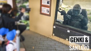 Mom Gorilla showing her Baby to human Kids | Update on GENKI & SANTARO | Kyoto Zoo