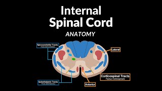 Internal Spinal Cord (Gray Matter, White Matter, Funiculus) - Anatomy