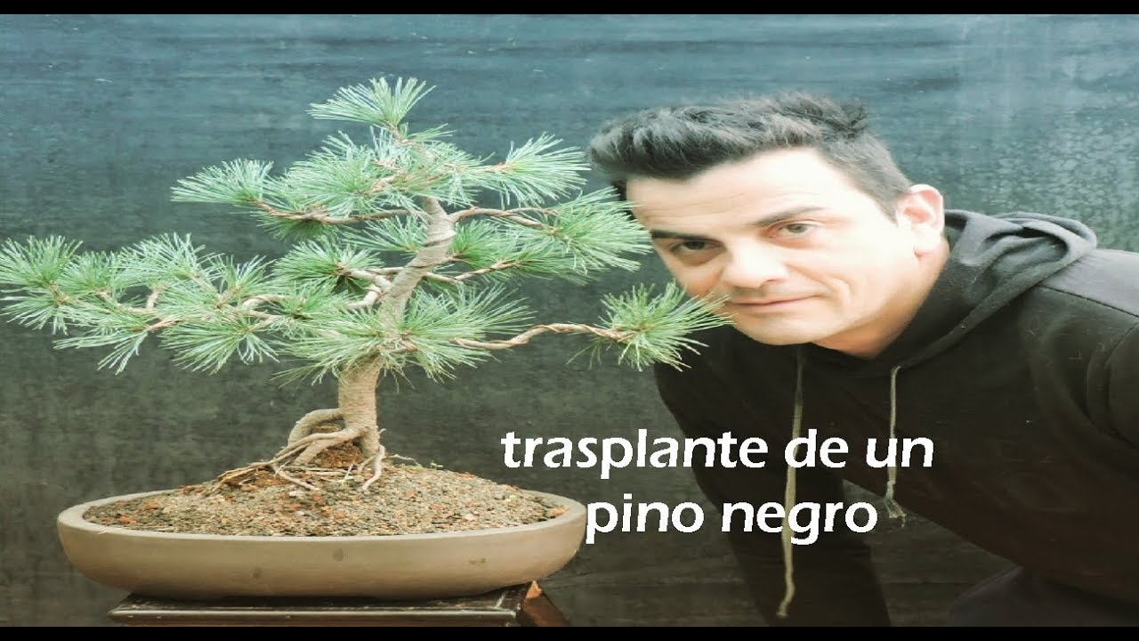 trasplante de un bonsái de  pino negro