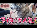 【大型犬】塩対応なのに子供人気がすごい秋田犬’ｓ【akita】